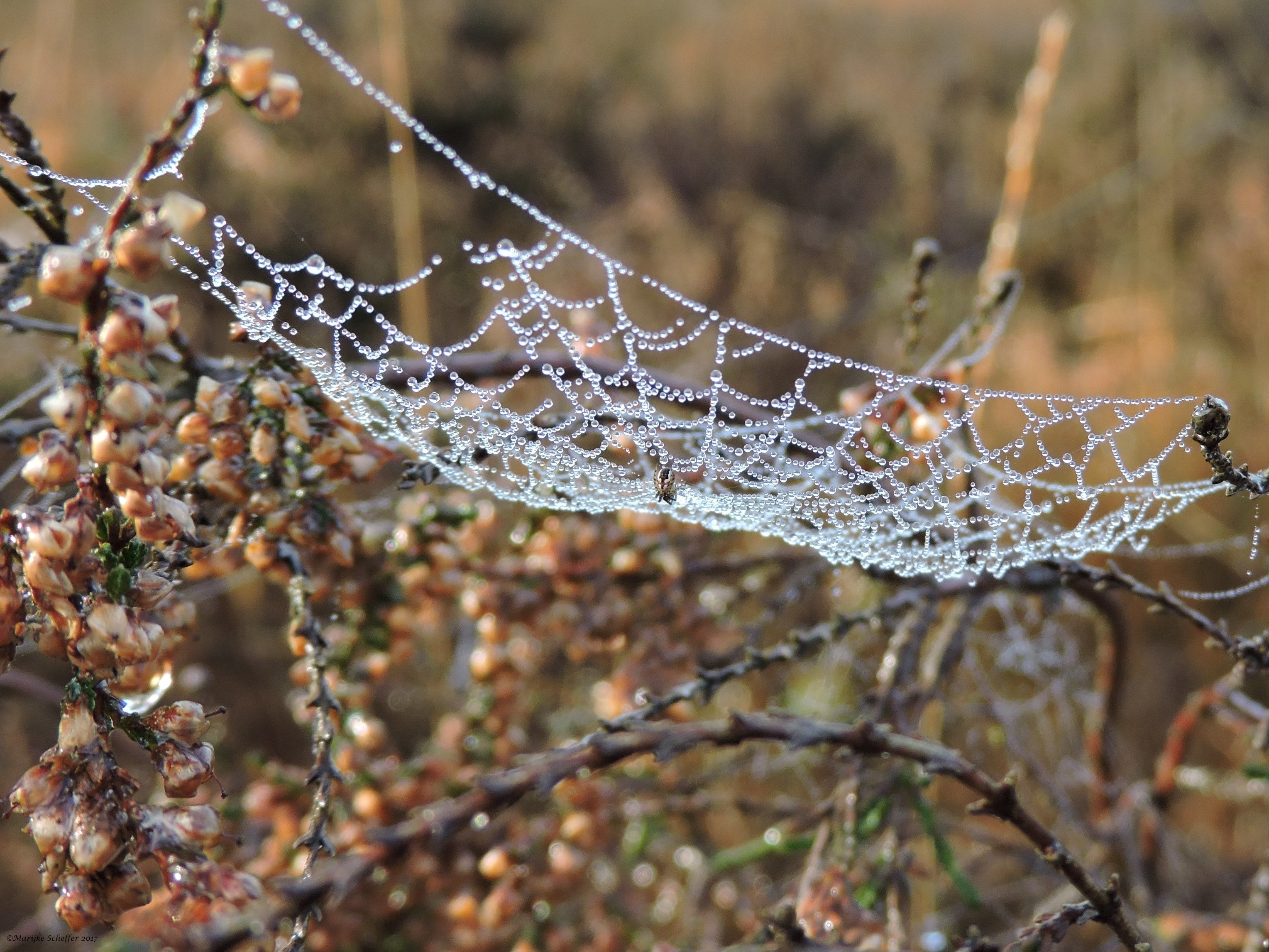 Mooi spinnetje in web met dauw